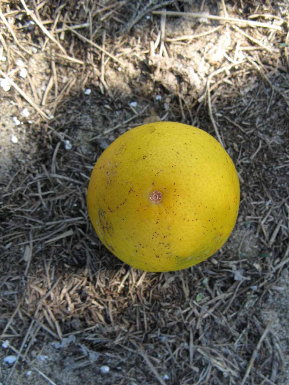            Fruit (Winter Haven, FL)   